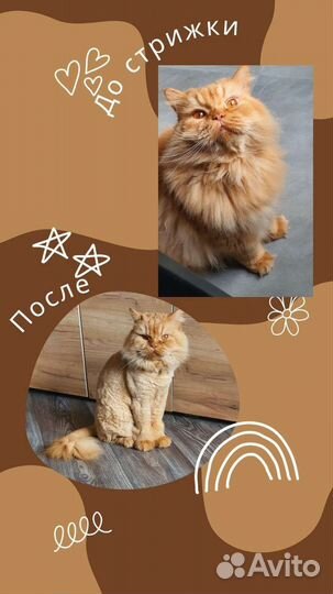 Стрижка кошек на дому