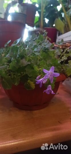 Кампанула Портеншлага