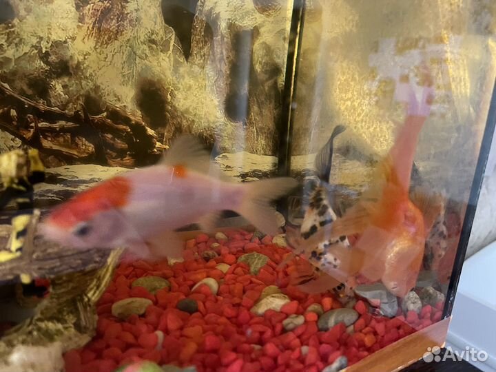Аквариум с фильтром, рыбками и украшениями