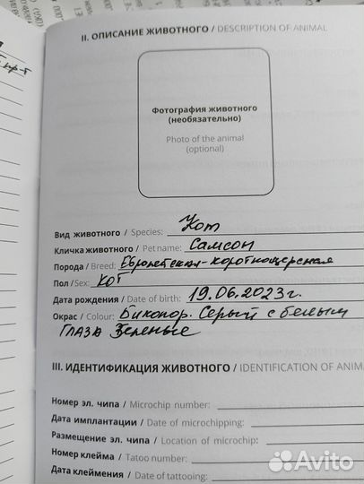 Самсон Котёнок 9 месяцев кастрированный