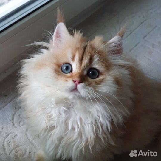 Британская кошечка LH (бронь )