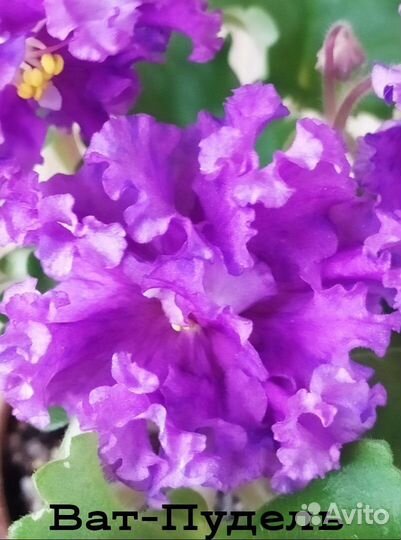 Сортовые фиалки