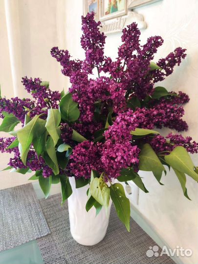 Саженцы персидской сирени махровой