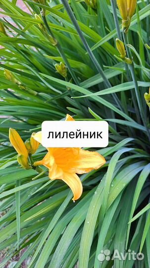 Деленки цветов