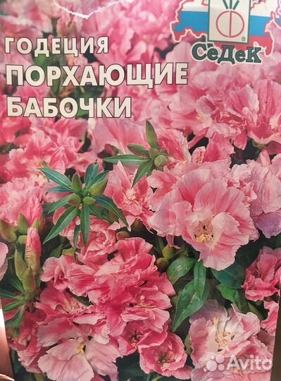 Годеция рассада