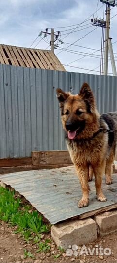 Немецкая овчарка