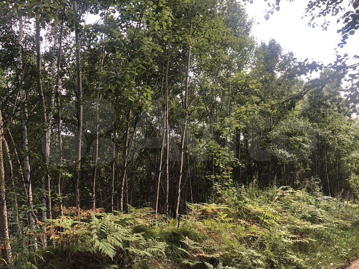 Участок 6,5 сот. (СНТ, ДНП)