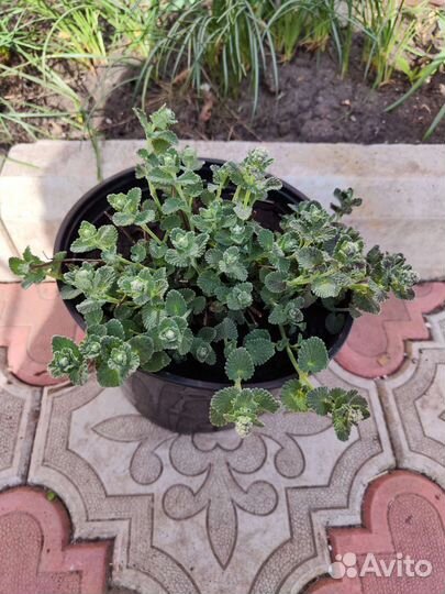 Котовник, гвоздика, поддон под горшки, вермикулит