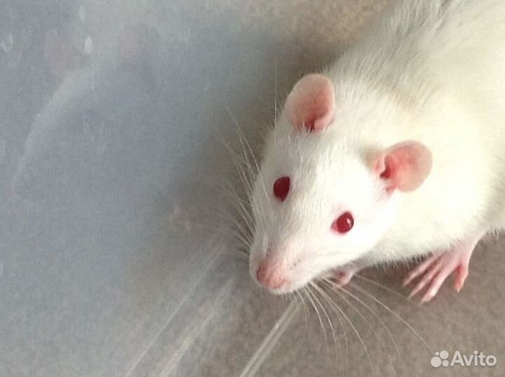 Крыса домашняя