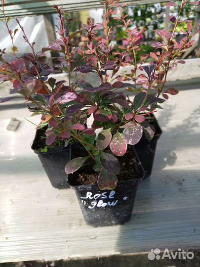 Барбарис тумберга