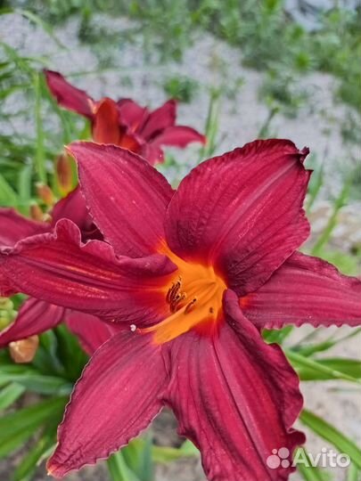 Лилейники сортовые