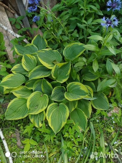 Хоста многолетняя