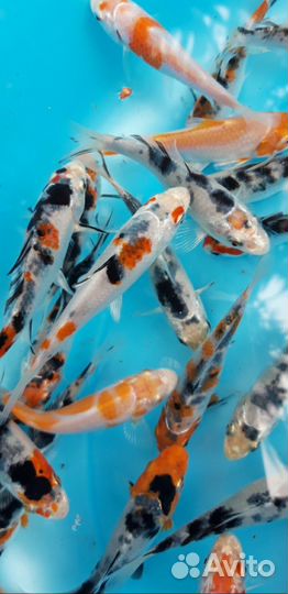 Малёк карпа кои