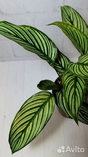 Калатея Орната Эллиптика Витата