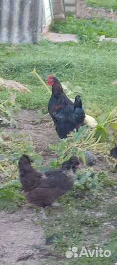 Куры петухи