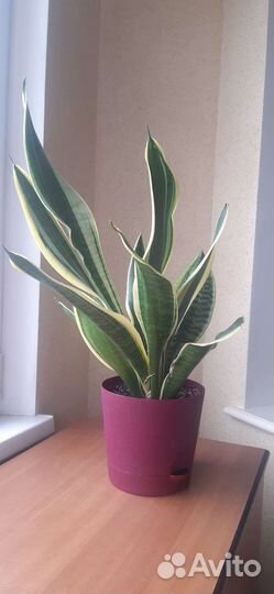 Сансевиерия лауренти