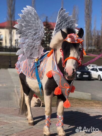 Амуниция для лошади, пони. Конная амуниция