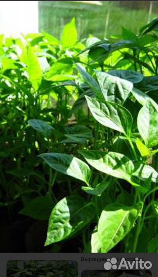 Рассада перца острого и сладкого