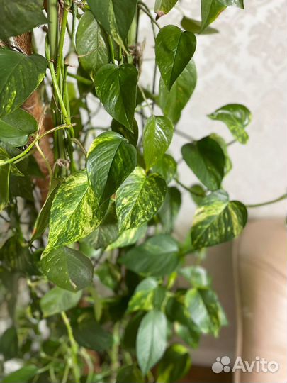 Сциндапсус