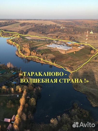 Хвойные растения