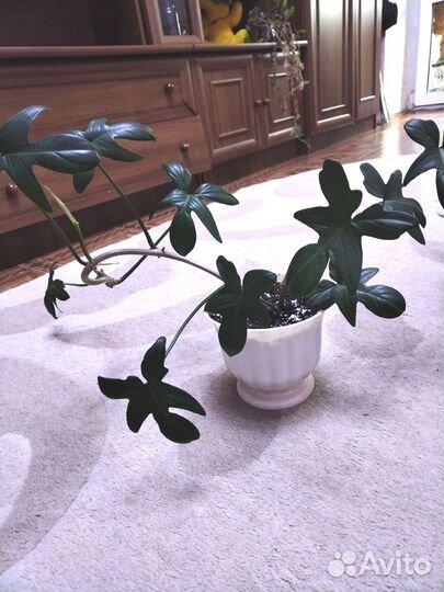 Филодендрон