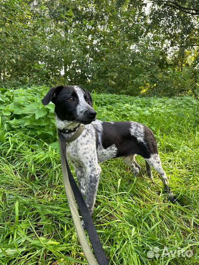 Щенок из приюта бесплатно