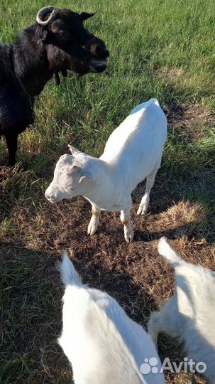 Козлик ламанча