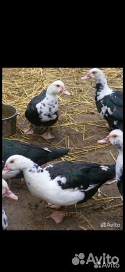 Инкубационное яйцо индоуток и кур доминантов