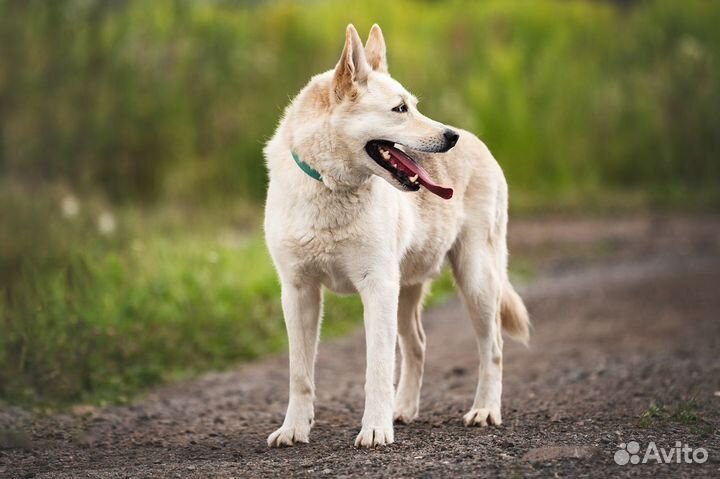 Собаки из приюта