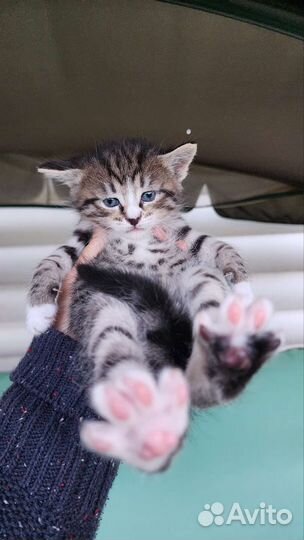 Очень красивые котята