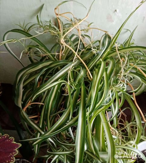 Хлорофитум