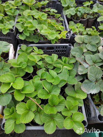 Рассада клубники