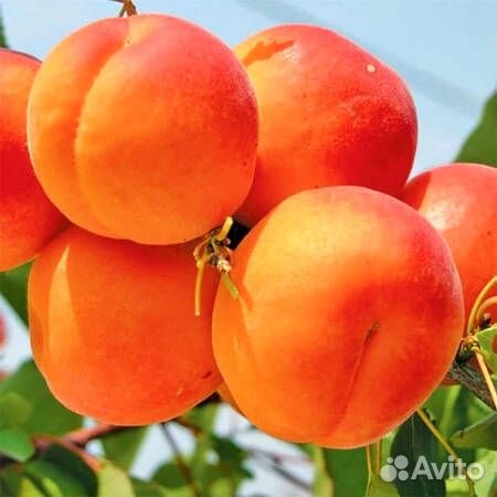 Саженцы абрикосов для Ленинградской области