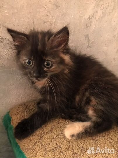 Черный котенок девочка