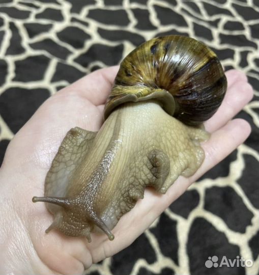 Отдам улиток ахатин