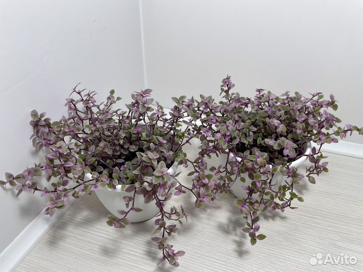 Комнатные растения цветы. Розовые