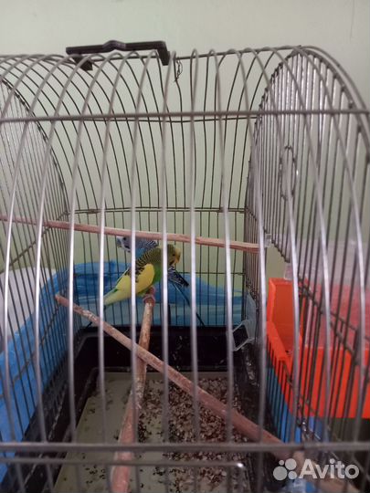 Волнистый попугай с клеткой