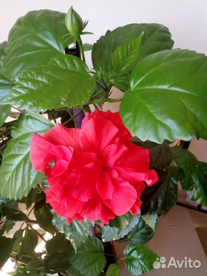 Гибискус комнатный домашний