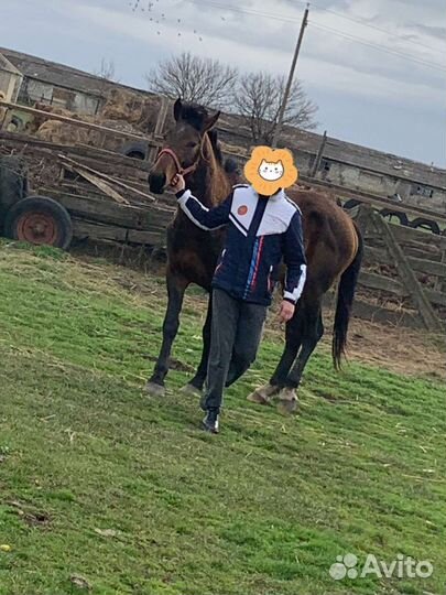 Жеребец 2,10месяцев