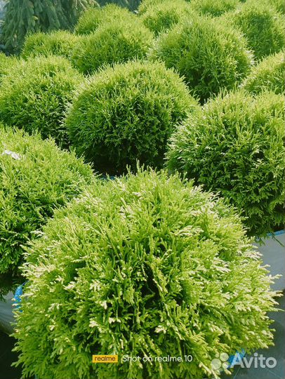 Туя шаровидная