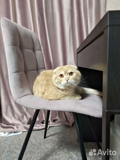 Вязка, вислоухий шотландец