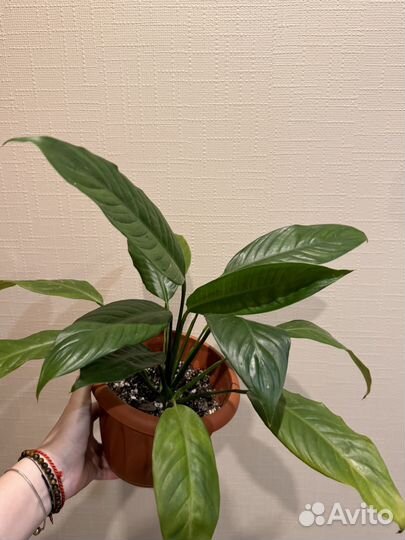 Спатифиллум