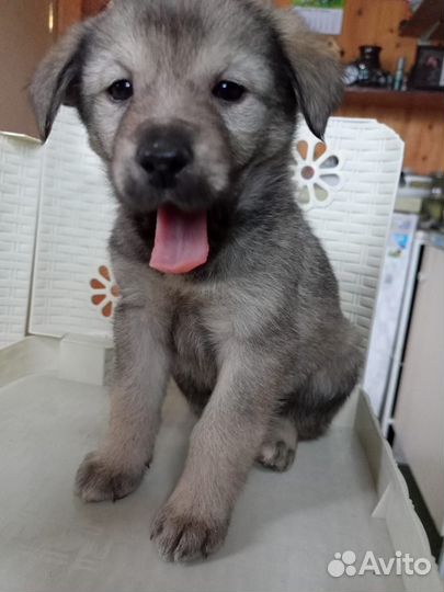 Щенки ищут дом