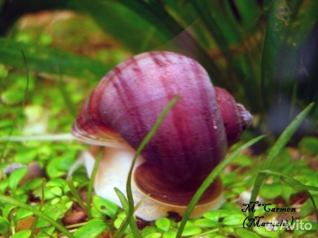 Улитки ампулярии редких окрасов