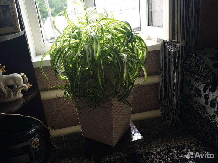 Хлорофитум кудрявый