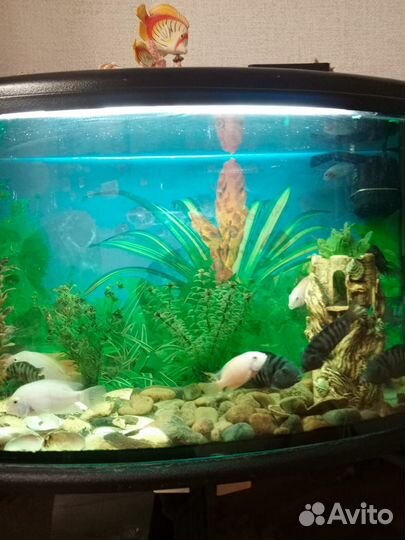 Аквариум с тумбой, рыбками