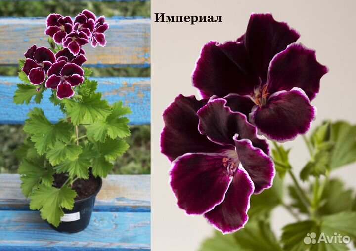 Сортовые пеларгонии зональные и королевские цветущ