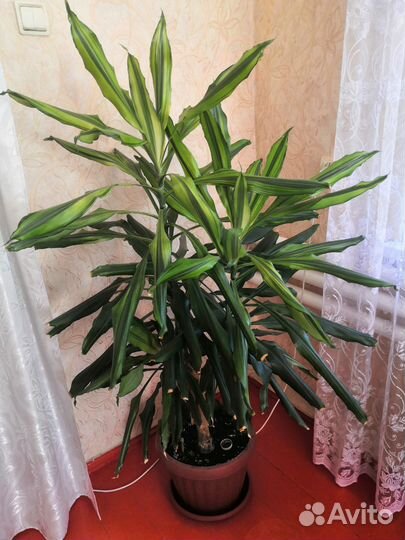 Пальма юкка