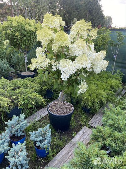 Гортензия на штамбе