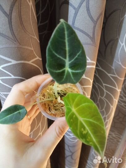 Алоказия детки